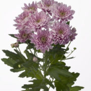 chrysanthemum-velia-gr-300x300