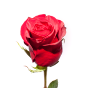 rose_freedom_ecuador-300x300